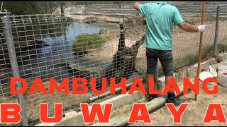 Dambuhalang buwaya | Koorana Crocodile Farm