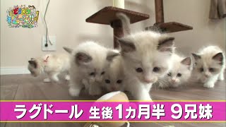 【ラグドール】いたずら　ハプニング　兄妹【かわいい猫まとめ動画】