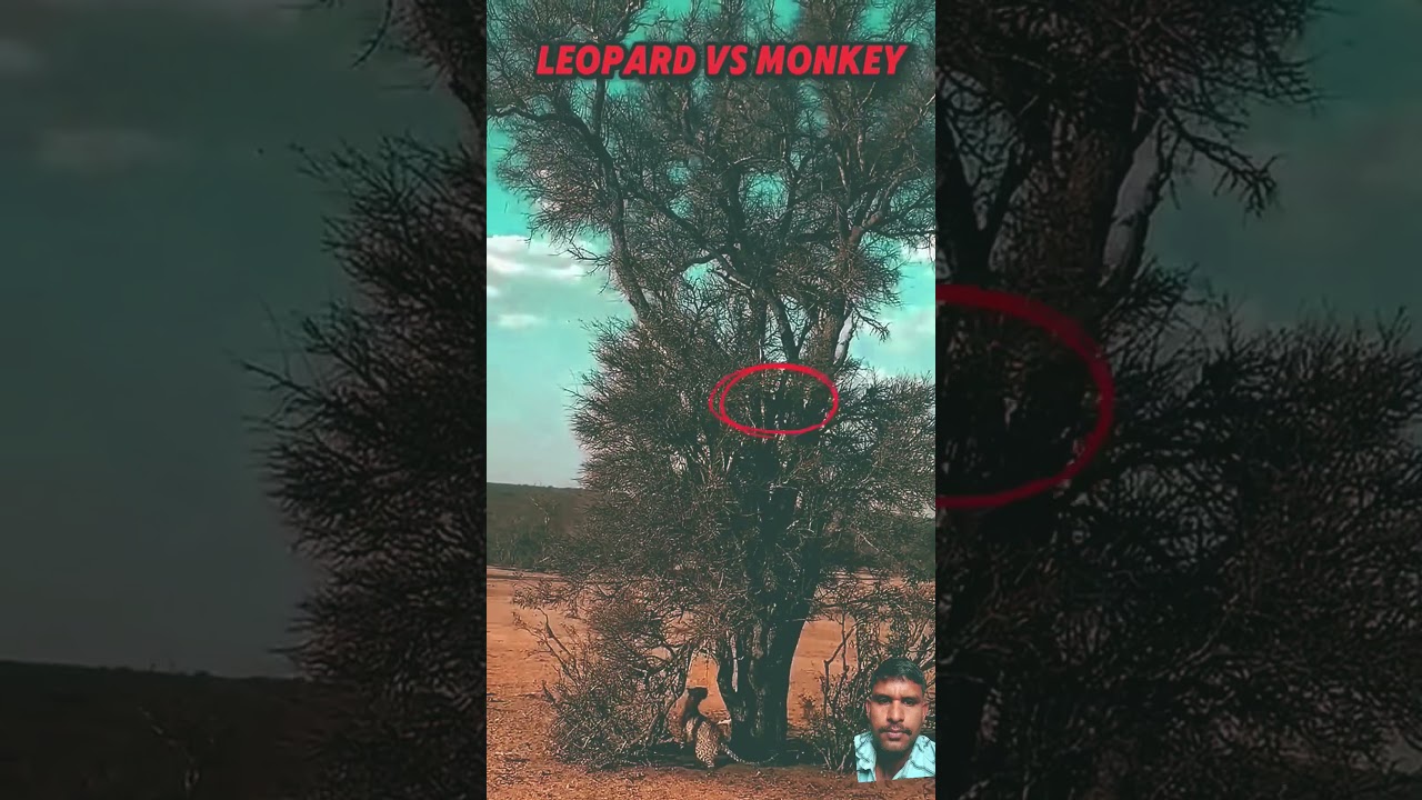 The power of hunting on a tree Tiger  vs Leopard 