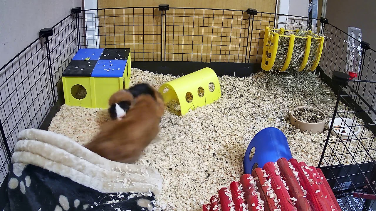 Guinea pigs rumble-strutting and tussling