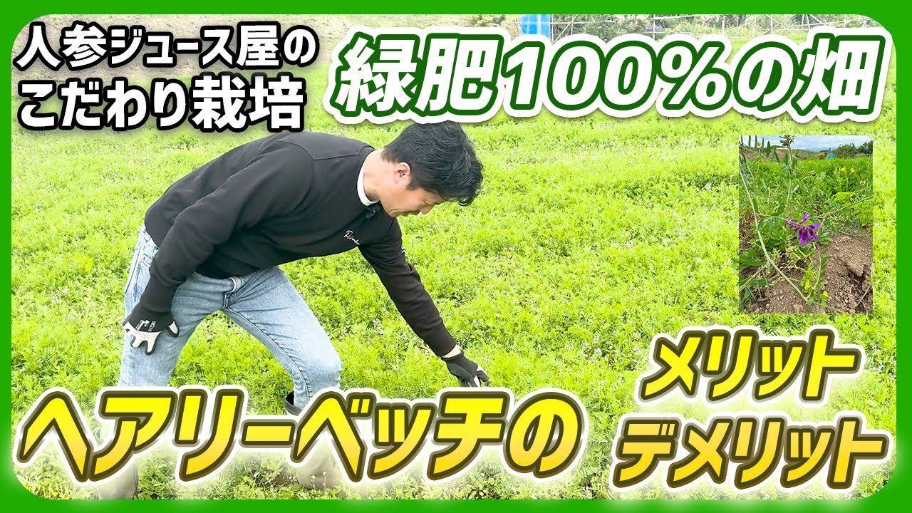 【緑肥とは？】連作障害も防ぐ「ヘアリーベッチ」のメリット・デメリット【ピカイチ野菜くん畑レポ】