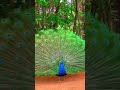 Peacock dance