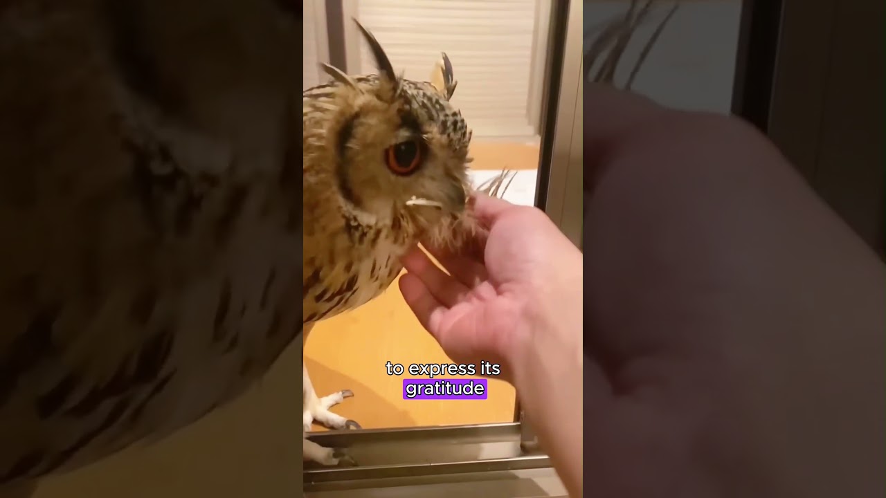 A rescued owl won’t leave its savior 