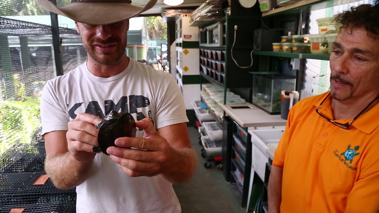 Turtle Source gave me Painted River Terrapins!