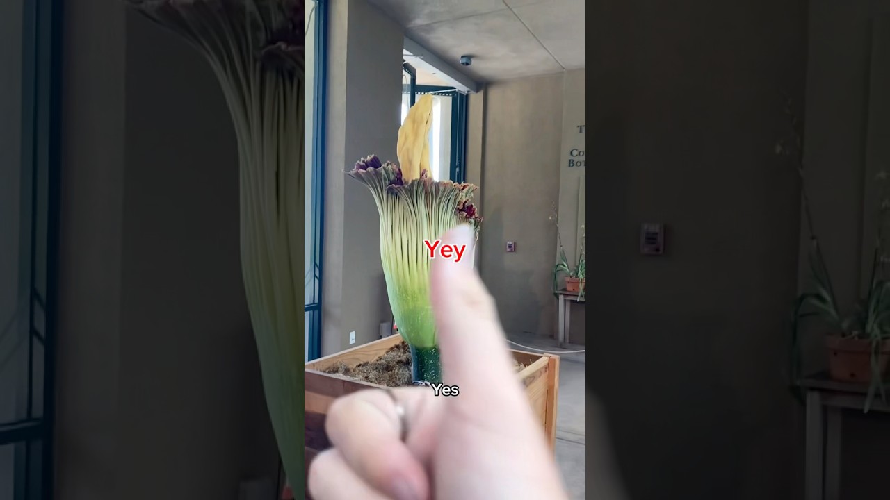 Corpse Flower review 