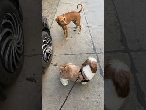 Cute dog walking video 🐶🐾