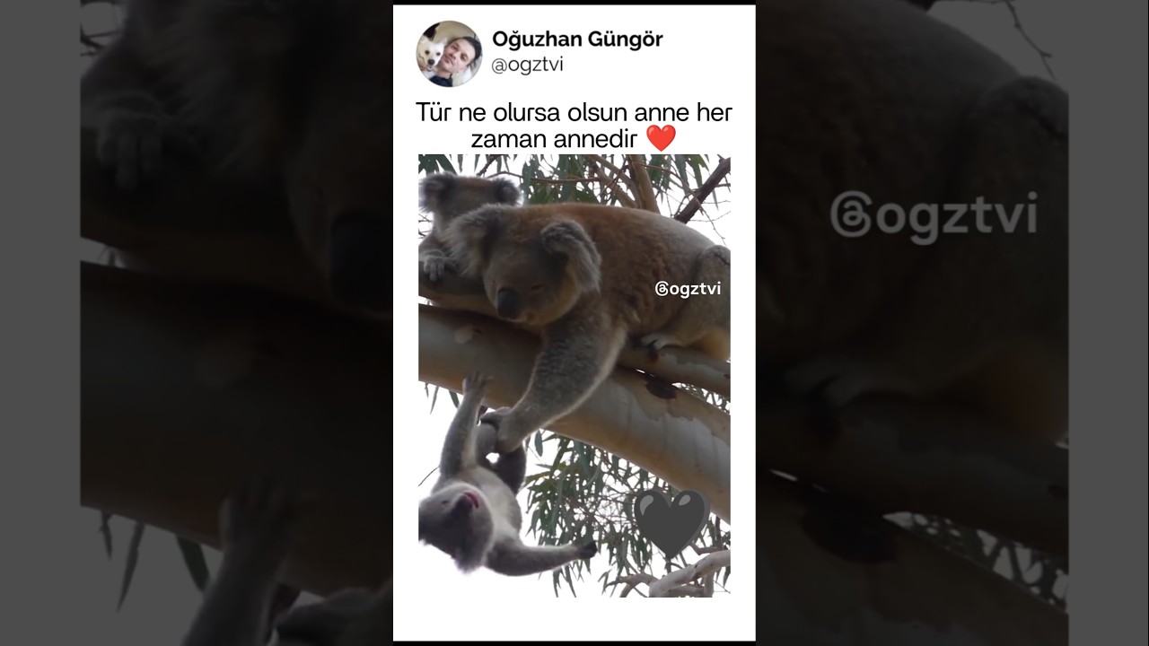 Tür ne olursa olsun, anne her zaman annedir
