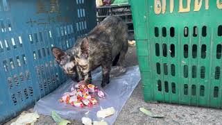 #Stray Cat Eating Food On Street#lovely #adoreble #kitten #pity #homeless #animals