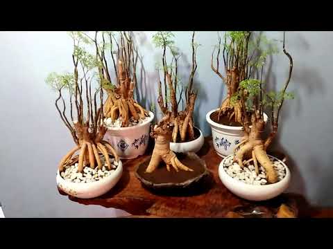 Video Đinh lăng bonsai. 0336626612 - youtube