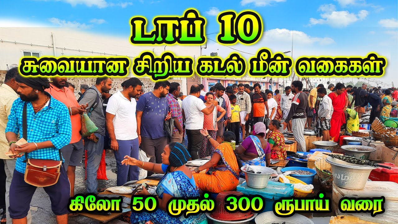 💥🐠சுவையான 10 கடல் சிறிய மீன் வகைகள்| 10 Delicious Types of Small Sea Fishes #kasimedu  #viralvideos