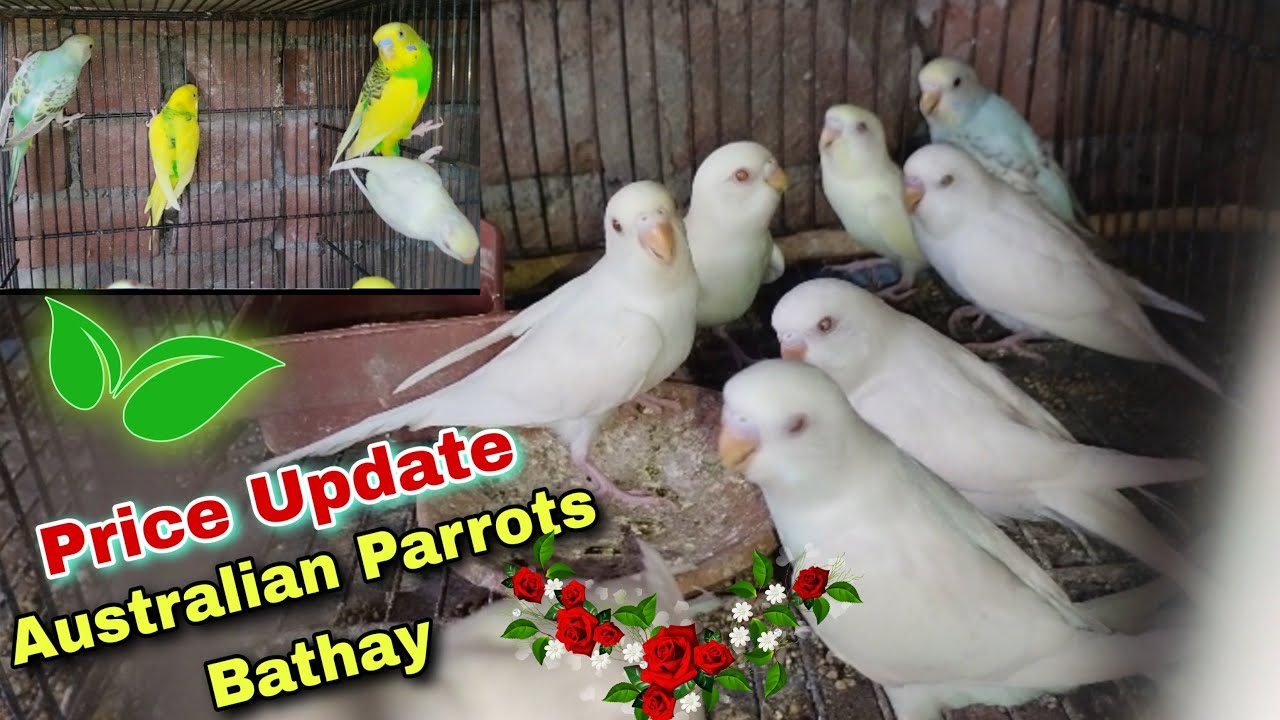 Budgies Parrots Pathay Bajri Toton Kay Pathay Birds Price In