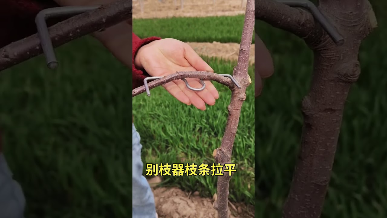 The branch splitter flattens the angle of the branches 