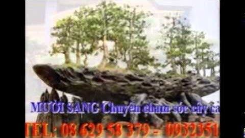 [[[0932351048.]] nhận cắt, tỉa, chăm sóc cây cảnh quận 3.tphcm