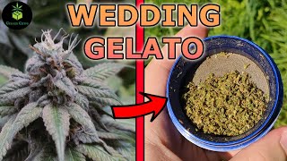 WEDDING GELATO  |  Royal Queen Seeds  | HARVEST REVIEW