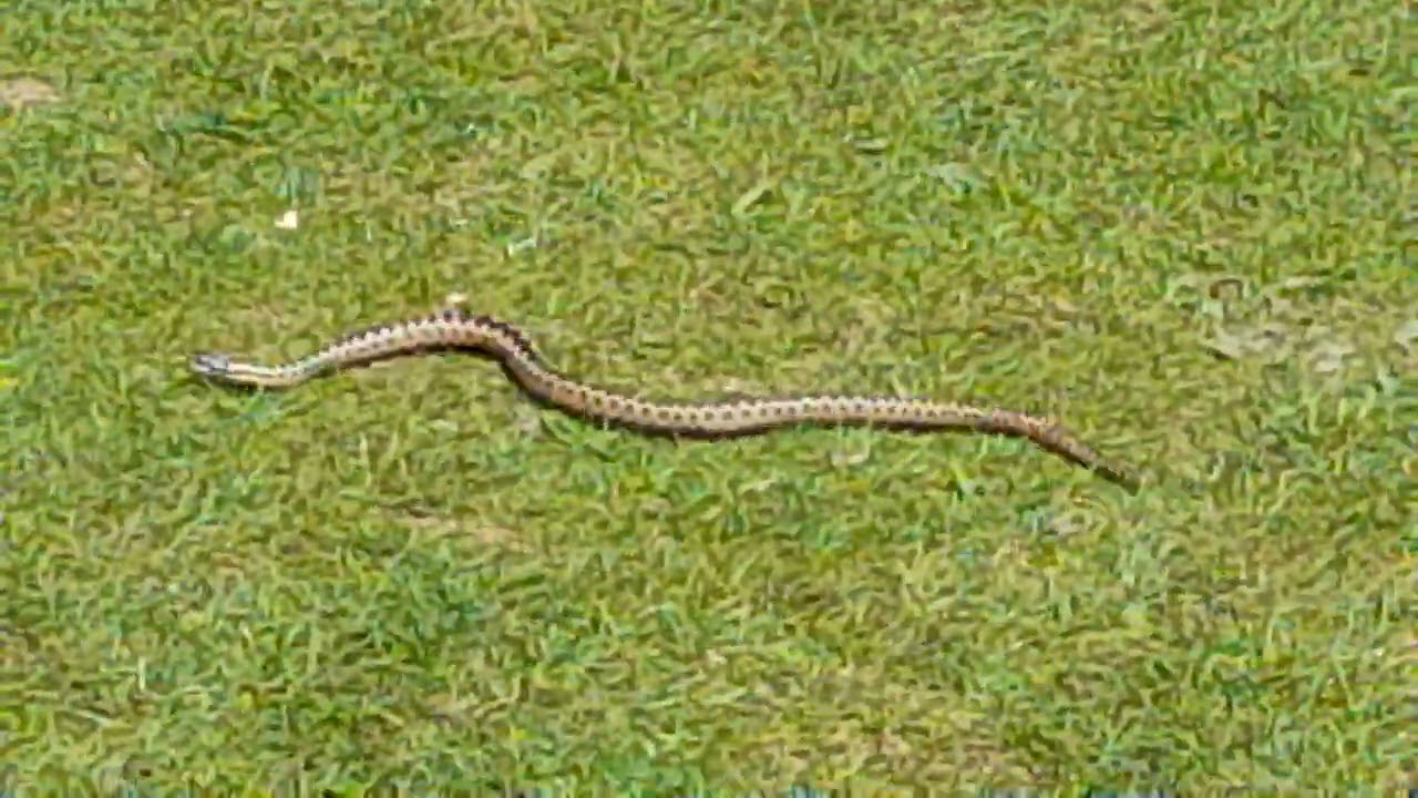 Nearly stood on the adder at seaford head on my walk ,Sussex 