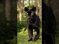 Rare Black Leopard Sighting in Yala National Park! 🐆🖤 | Manu Tours #wildlife