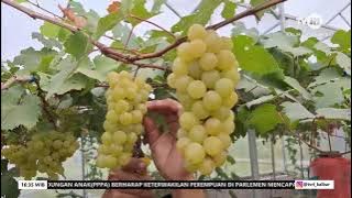 30 JANUARI 2024 BUDIDAYA ANGGUR DIPERBATASAN BISNIS YANG MENJANJIKAN