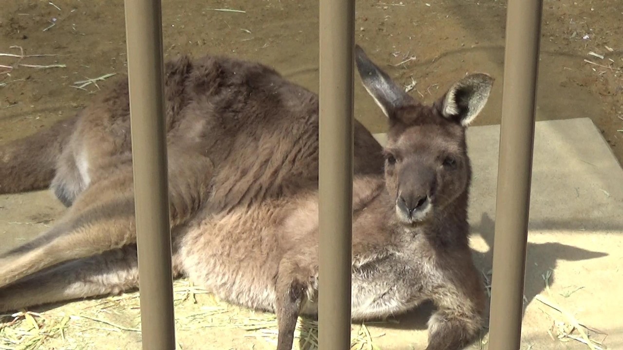 カンガルーちゃん カンガルーさんが可愛い❤ Cute kangaroo #189 【Cute animal videos