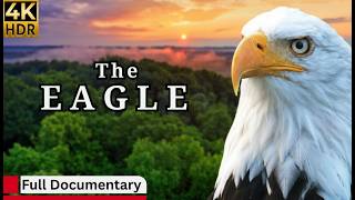 Deadly Eagle Attacks 😱 Harpy Eagle Hunting in the Wild | Full Documentary