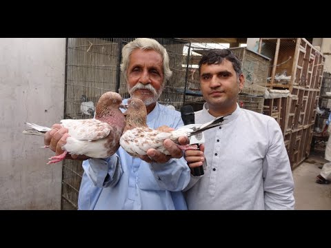 Highflyer Pigeon Babu Ustaad Ke Nayab Indian Qabli Kabutar  in Urdu/Hindi.