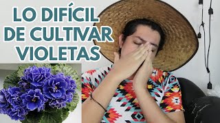 las emociones al cultivar violetas africanas