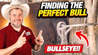 RAISING BEEF CATTLE FOR BEGINNERS - Finding the Perfect Replacement Bull!