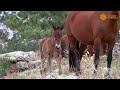 Wild mustangs filmed by keloland featured on cbs