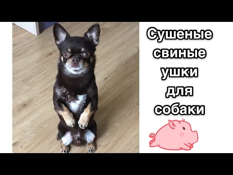 Видео: Boss Pet отозвал лакомства для свиных ушей из-за возможного заражения сальмонеллой