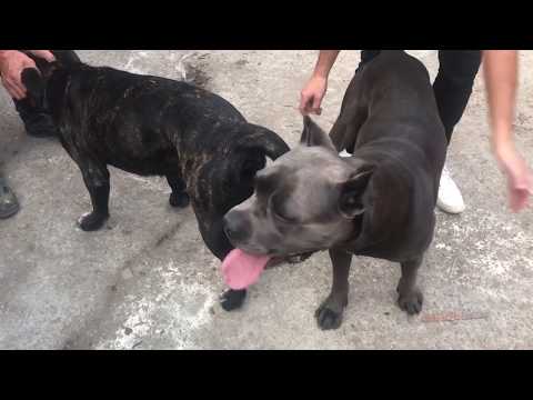 KÖPEKLERİ ÇİFTLEŞTİREMEDİK..! CANE CORSO