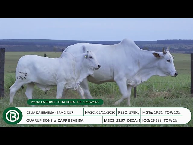 Lote 14   Leilão Beabisa – Matrizes Top Genética – 10ª Edição