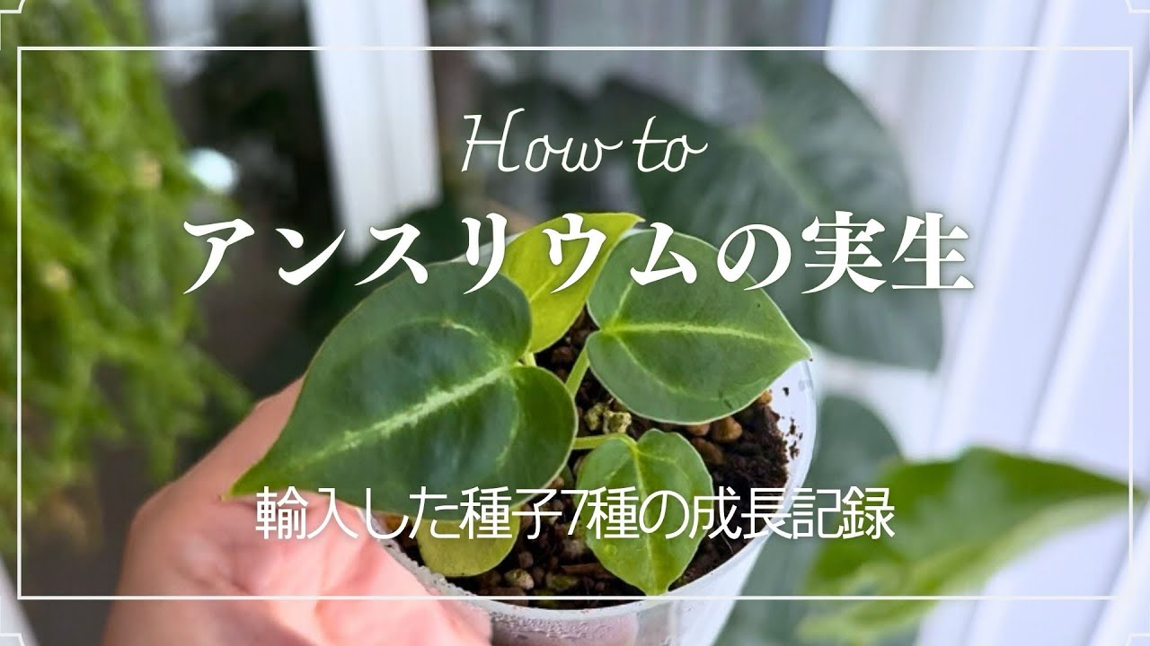 アンスリウム　実生セット アンスリウムの実生】輸入した種子7種の播種/成長レポ/植え替えや管理