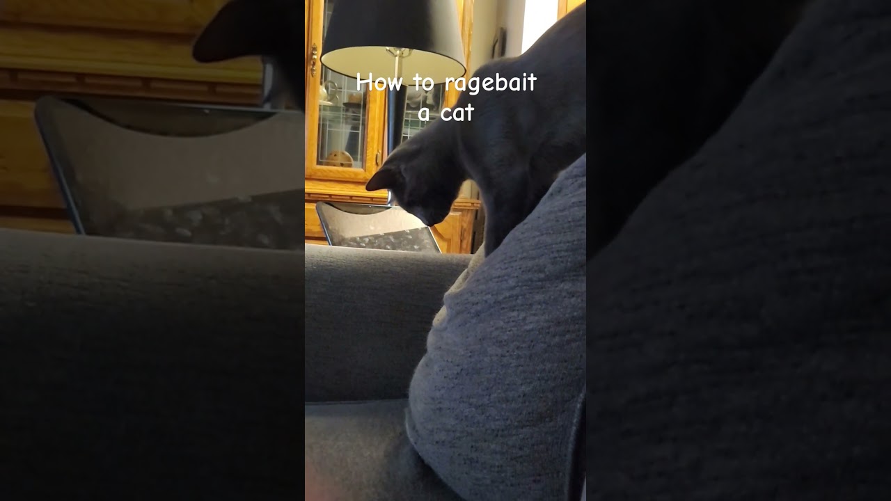 How to ragebait a kitty cat 