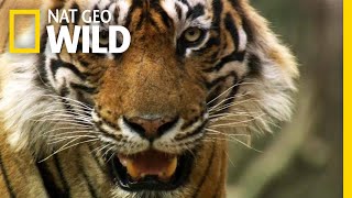 Even Tigers Must Battle For Food | Nat Geo Wild