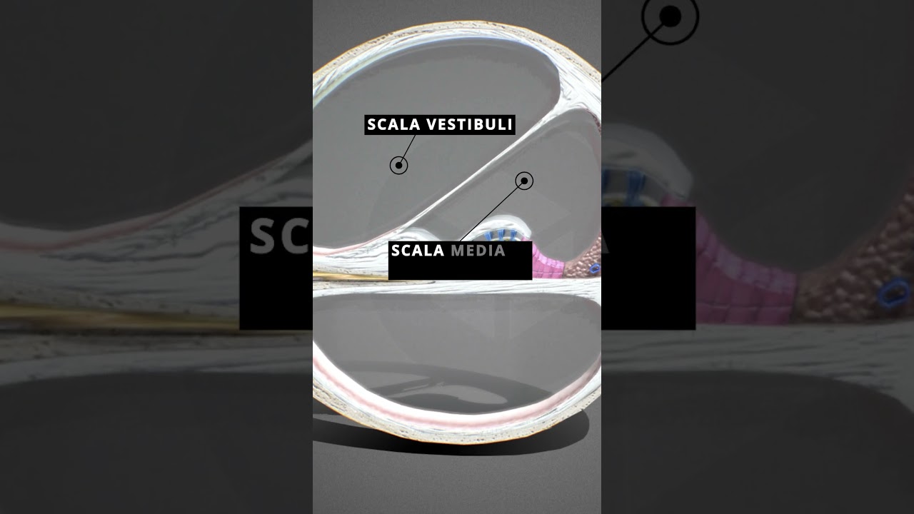 Строение улитки 