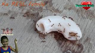 Ants vs Macaroni | Insects way of Life | Time Lapse | Animal Experiment | How they Do that  | FYI