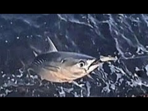 SABAY SABAY MASSIVE TUNA #fish
