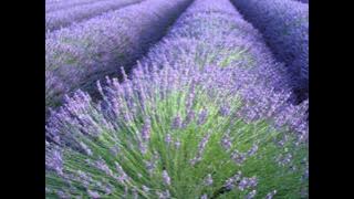 OST Lavender - Sin Fu Te Sun Cien