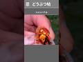 ミツバチにメンタルをぶっ壊されたスズメバチ