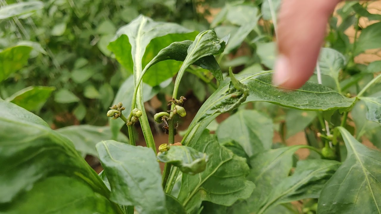 Mites infestation in capsicum