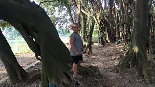 Baribadh Bot Tola.150 Bochorer Purano Gach.