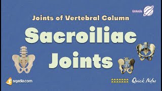 Joints of Vertebral Column - Sacroiliac Joints