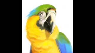 Speed Painting in iPhone Colors app-Macaw screenshot 2