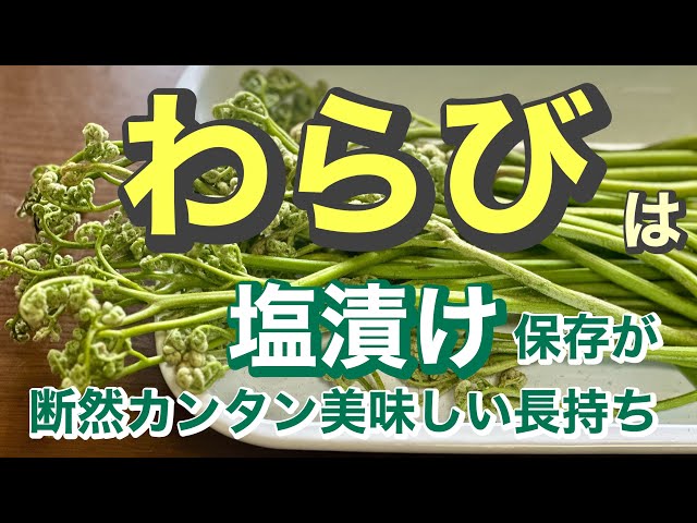 食品 令和 8年度 わらび塩漬け 【太め、極太】 8kg 青森県産