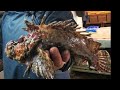 【職人技】30年魚を捌き続けた男のオコゼ捌き方・神経締め・血抜き   How to prepare large fish