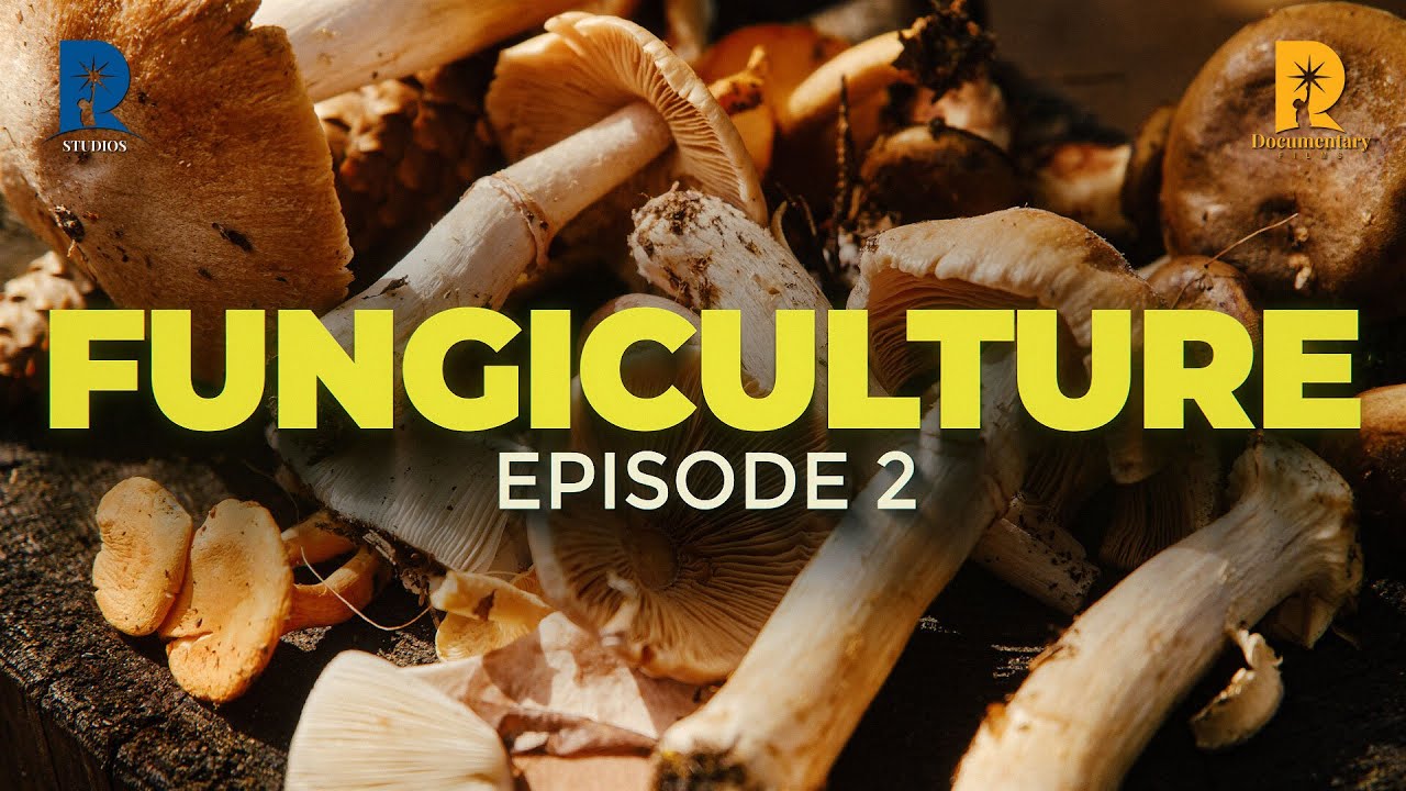 MUSHROOM | A MYSTERIOUS FUNGI I Episode 2 | Fungiculture