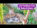 Mother Cat Feeding Cute Hungary Baby Kittens