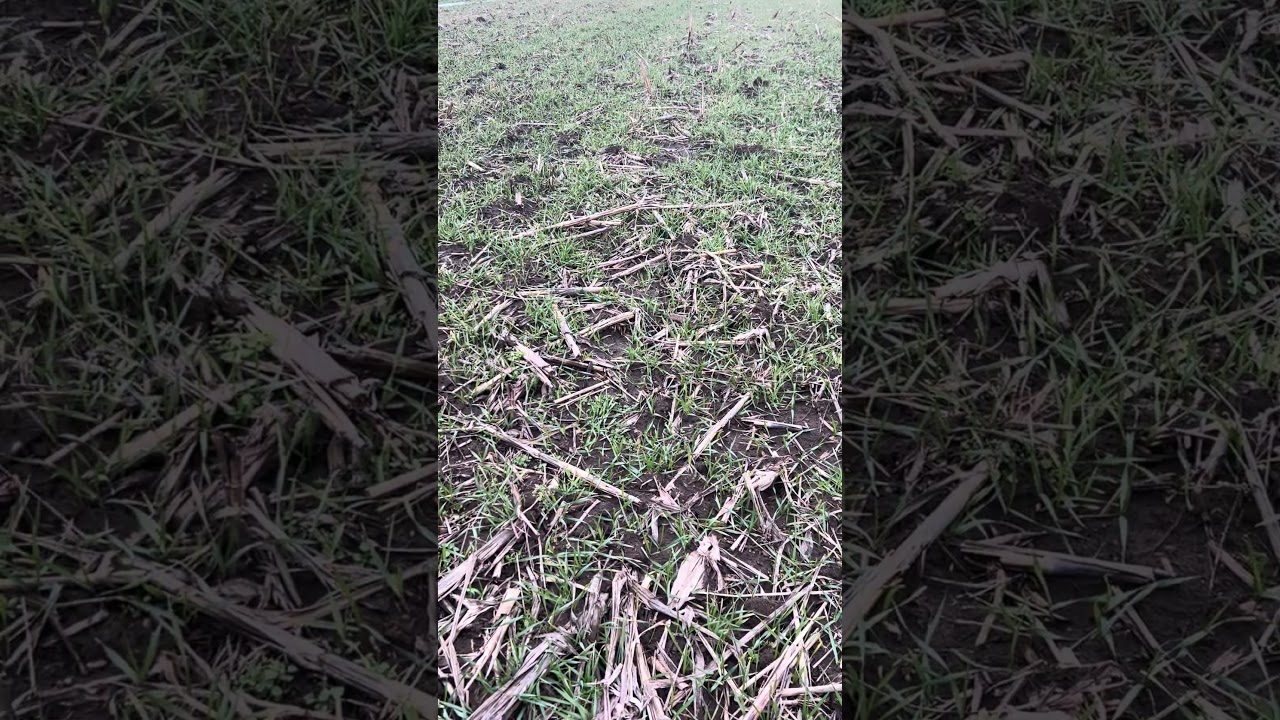 Cirok után búza #agriculture #farming