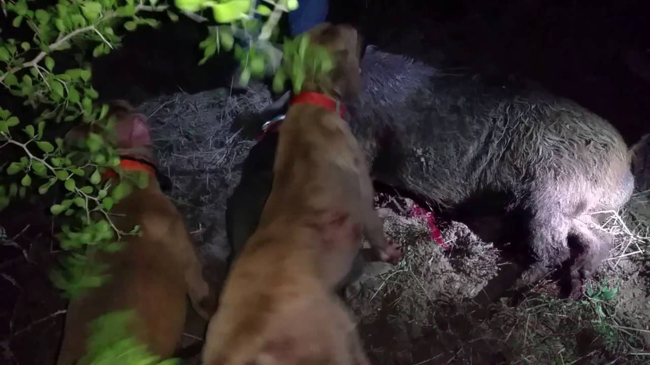 May 16, 2016 Encino TX Hog Hunt YouTube