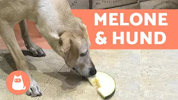 Was passiert wenn Hunde Wassermelone essen?