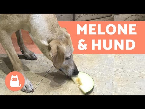 Video: Kann Man Hunden Wassermelone Geben?